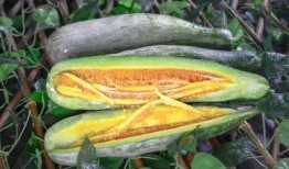 网红ruby吃瓜,吃瓜背后的故事与真相