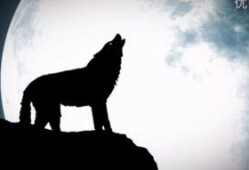 苍狼动漫在线观看