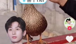 成毅爆料搞笑视频合集,笑点连连，欢乐无限