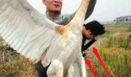 鸡鸣白鹤爆料视频,幕后真相大起底