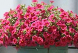 关于花季节最新爆料,揭秘最新花季热点事件与幕后故事