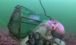 史前大章鱼2在线观看,大章鱼传奇