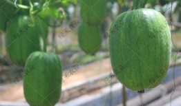 苹果免费吃瓜,共享夏日清凉时光