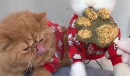 吃瓜小熊姐姐在线观看免费,免费在线观看，揭秘娱乐圈幕后故事