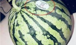 山东威海网红吃瓜,一场视觉与味蕾的双重盛宴