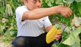 网红网暴吃瓜,吃瓜群众如何成为推手