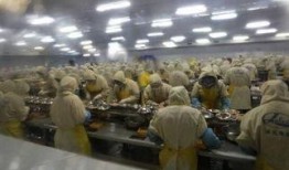 剥虾工人爆料视频播放,揭秘海鲜加工行业背后的辛酸与真相