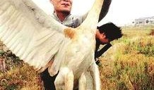 鸡鸣白鹤爆料视频,幕后真相大起底