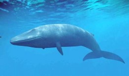 蓝鲸四哥被爆料视频大全,揭秘网络红人真实生活