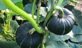 那些被爆吃瓜的网红,揭秘网络红人的幕后真相