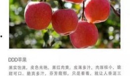 苹果免费吃瓜,共享夏日清凉时光